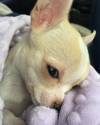 Nicola Peltz Dog Death Court Drama in the middle of the Beckham family feudal